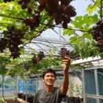 Akibat Curah Hujan Tinggi Turap Setinggi 10 Meter Roboh Timpa Rumah Warga Harmonia