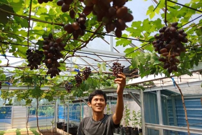 Aneh, Pemkot Tangsel Ingin Tanaman Anggur Jadi Salah Satu Ikon, Tapi DKPPP Malah Kurang Peduli Pada Penggiatnya